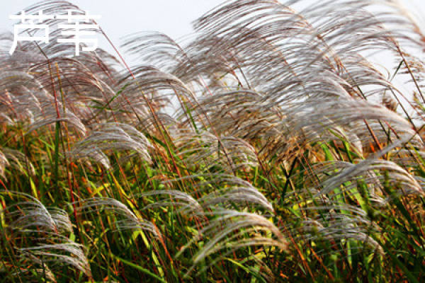 Reed