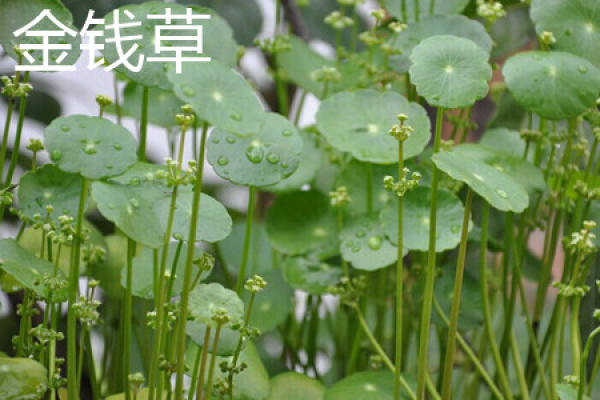 Herba Lysimachiae