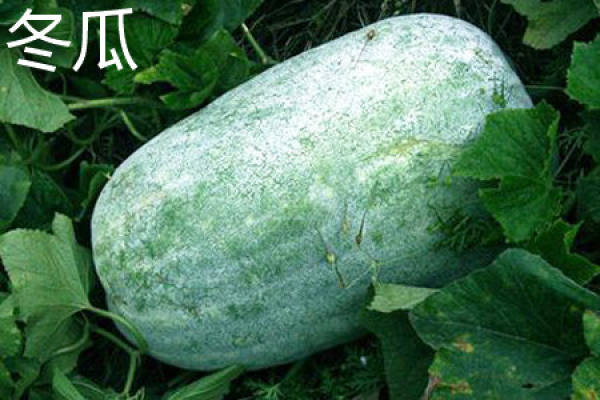 Wax gourd