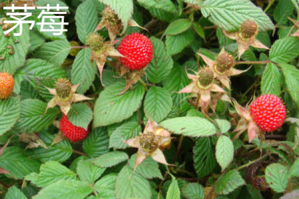 raspberry