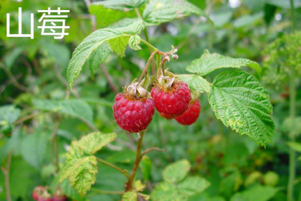 raspberry