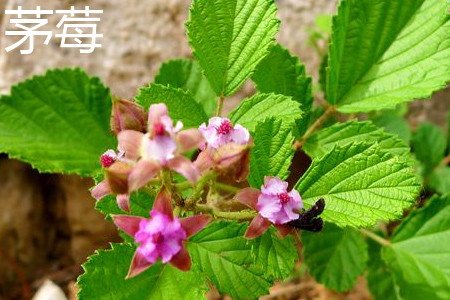 茅莓和山莓的区别 花百科