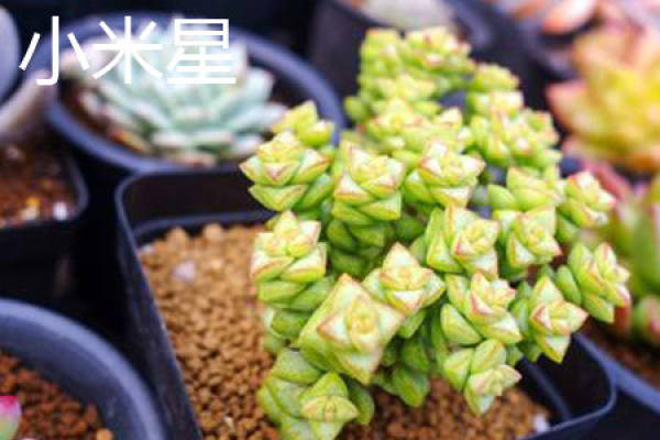 Millet Star