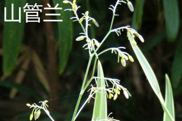 orchid