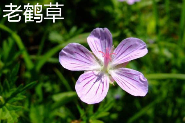 Herba Erodii
