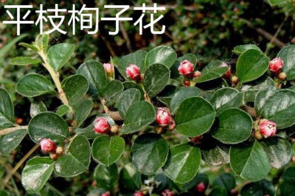 Hiratsuko