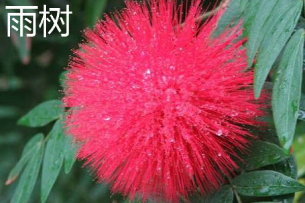 rain tree