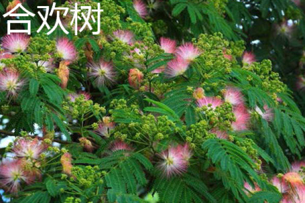 rain tree