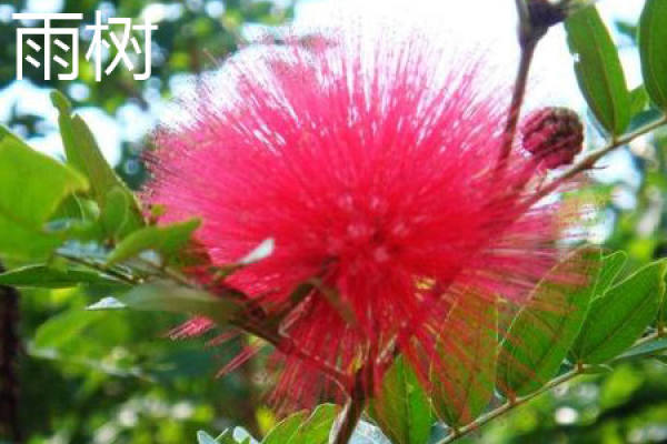 rain tree