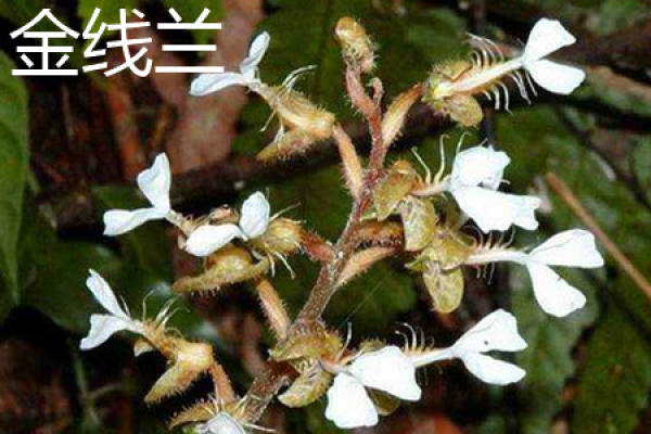 Anoectochilus formosanus
