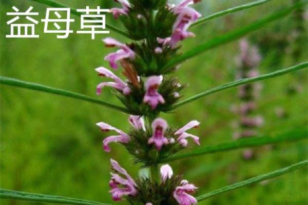 Herba Leonuri