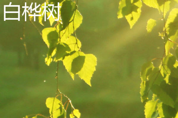 Birch leaves