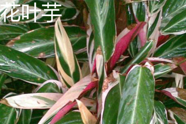 Caladium bicolor