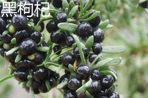 black wolfberry leaf. JPG