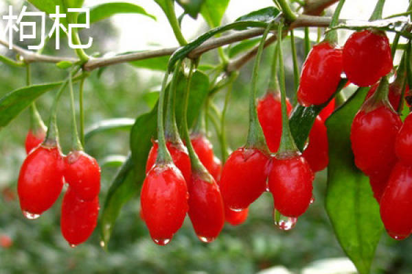 Lycium barbarum