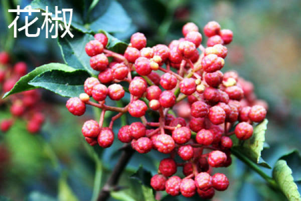Chinese prickly ash