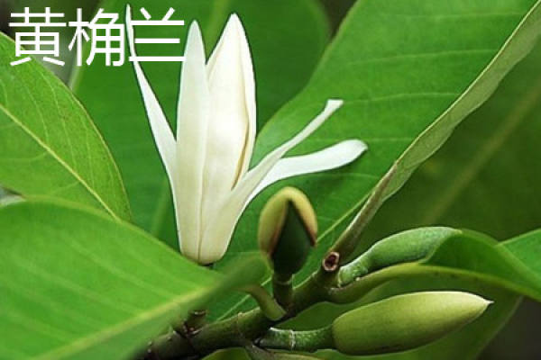 Huang Jue Lan