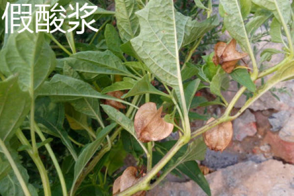 false Physalis