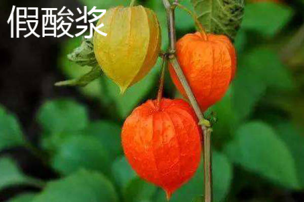 false Physalis
