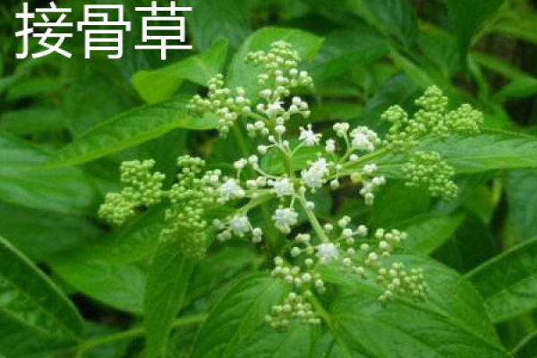 Sambucus chinensis