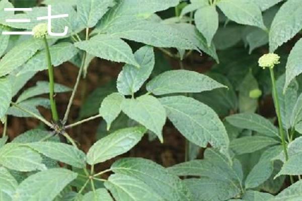 Radix Notoginseng