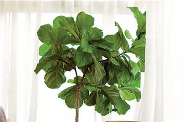 Ficus pandurata