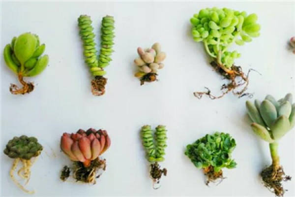 Remove the fleshy meat from the pot, air the root, and replant