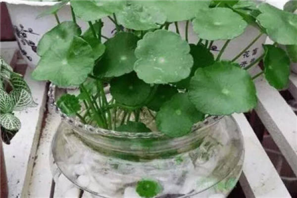 Hydroponic strychnine
