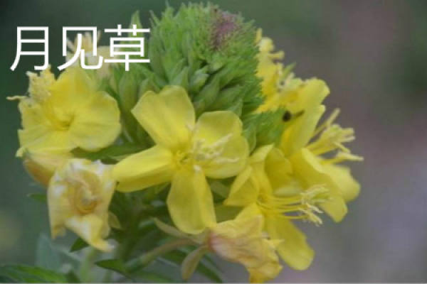 evening primrose