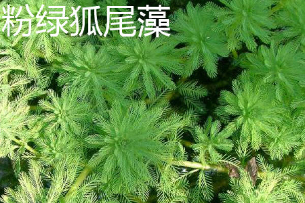 foxtail pink green