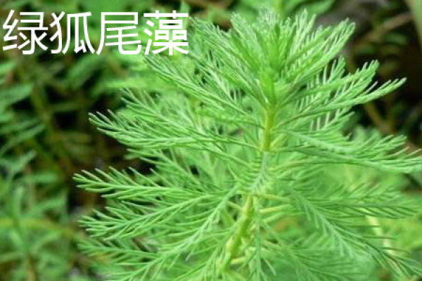 foxtail pink green