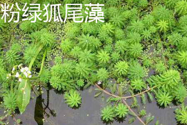 foxtail pink green