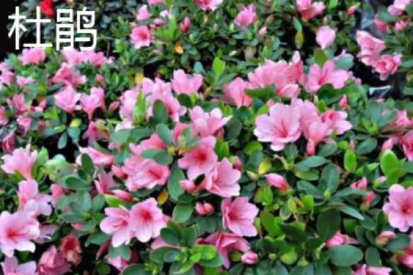 Alpine Rhododendron