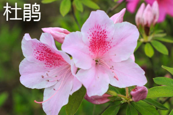 Rhododendron