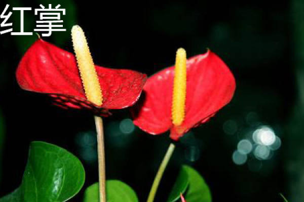 Anthurium
