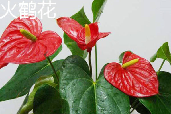 Anthurium