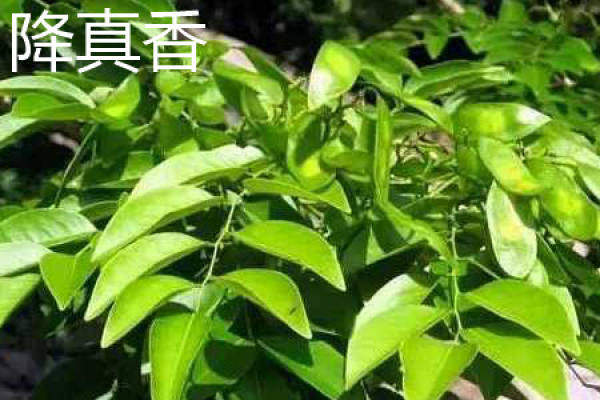 Dalbergia odorifera