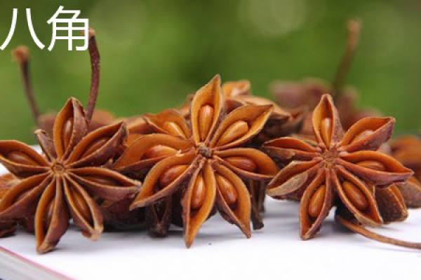Fatsia japonica