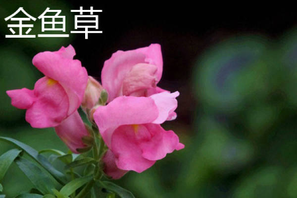 Antirrhinum majus