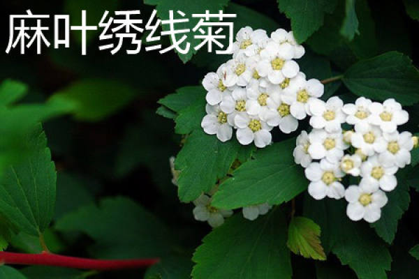 hemp leaf Spiraea