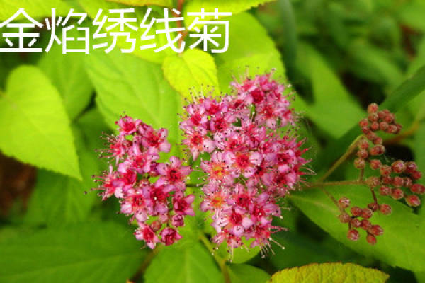hemp leaf Spiraea