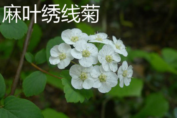 hemp leaf Spiraea