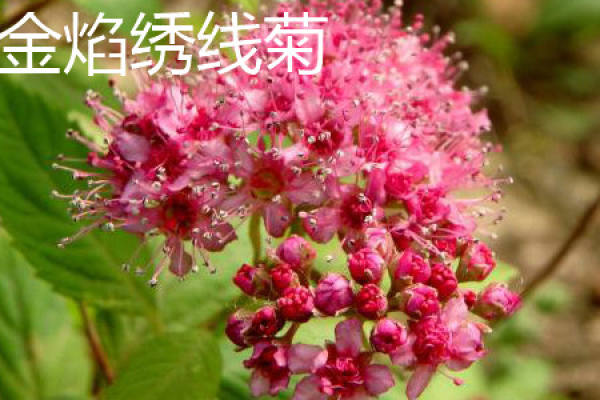 Spiraea glauca