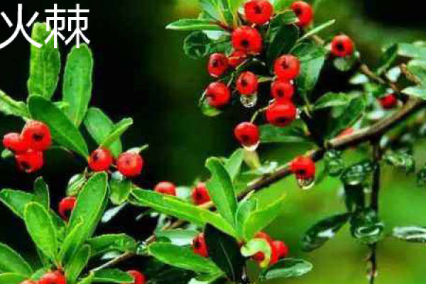 Holly with red fruit