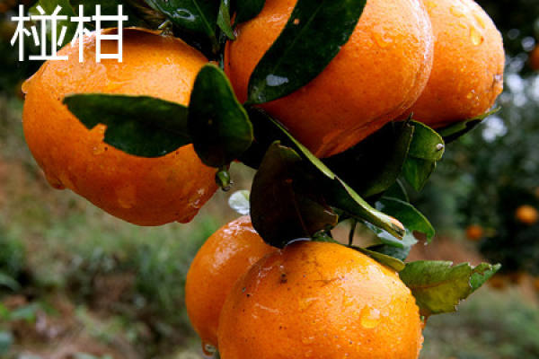Mandarin