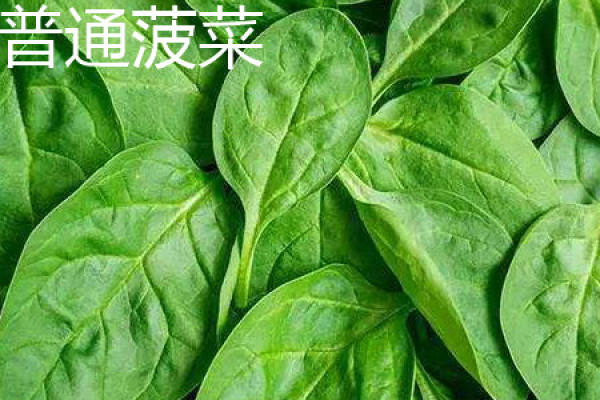 spinach
