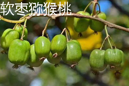软枣猕猴桃