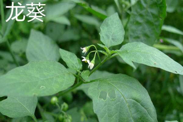 Solanum nigrum