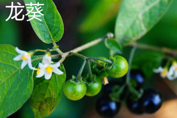Solanum nigrum