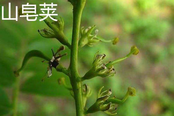 Gleditsia japonica